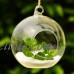 Chic Stand Clear Ball Flower Hanging Vase Plant Terrarium Container Glass Bottle   142898965291